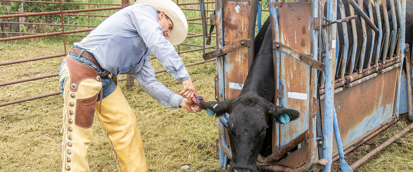 Man tags cows ear